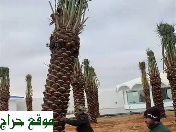 نخل واشنطني أبو مرحه: جمال زينة وثمار عربية أصيلة! بيع، توصيل وزراعة بكافة أنحاء المملكة