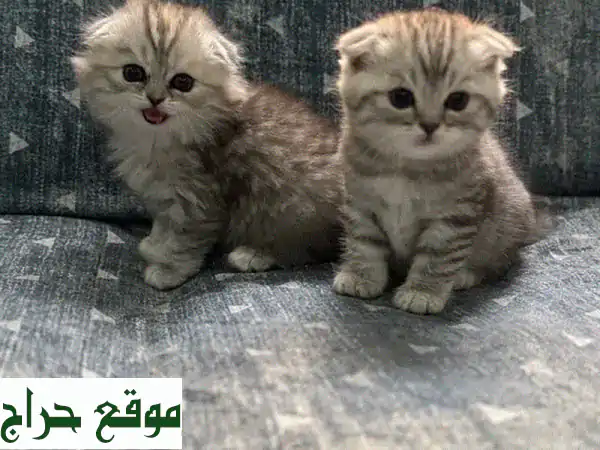أجمل كتنز سكوتش للبيع في البحرين | أليفة، مطعمة...