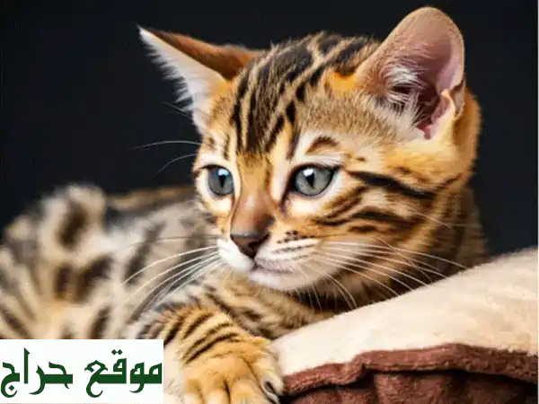 قطط بنغال أصيلة نادرة للبيع | ذكور وإناث جاهزة...