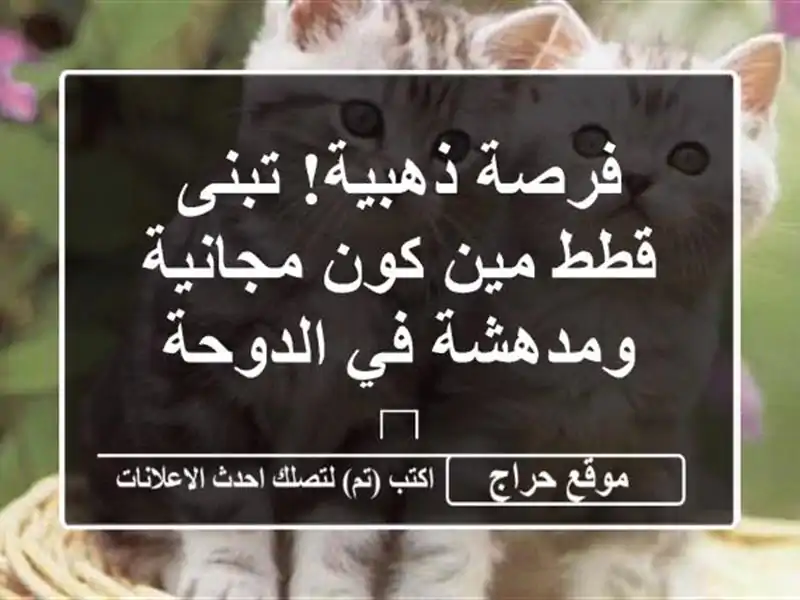 فرصة ذهبية! تبنى قطط مين كون مجانية ومدهشة في الدوحة 🐾