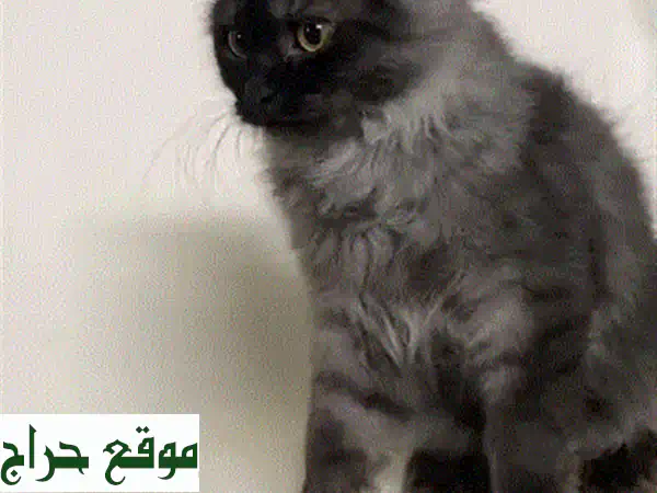 أجمل قط شيرازي أصيل للبيع | عمر شهر ونصف | جاهز لبيتك الجديد!
