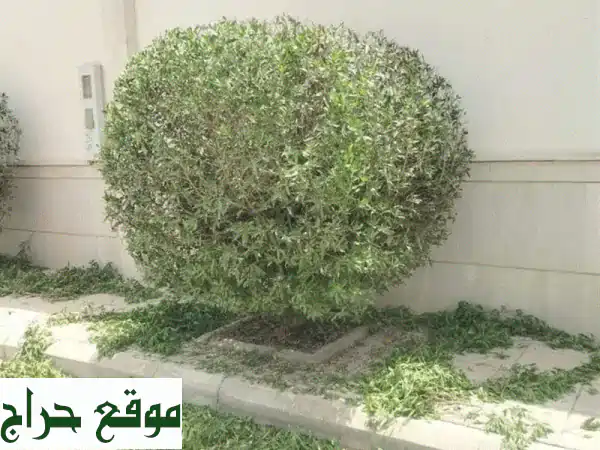 خدمات تنسيق حدائق شاملة بـ 250 ريال! | تقليم...