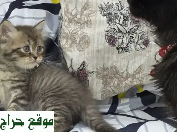 قطط صغيرة بنية رائعة للبيع | ذكر لعوب، صحي ومدرب على الليتر بوكس