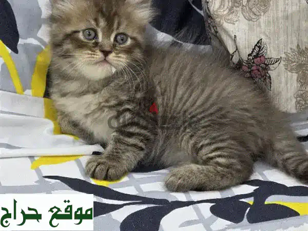 قطط صغيرة بنية رائعة للبيع | ذكر لعوب، صحي ومدرب...
