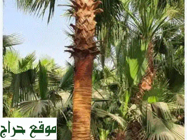 نخل واشنطونيا ملكي | شتلات زراعية بالجملة |...