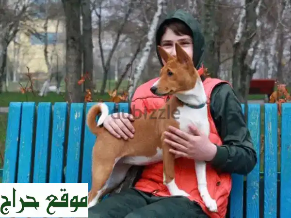 جراوي باسينجي أوروبية أصيلة: رفيقك المثالي بجواز...