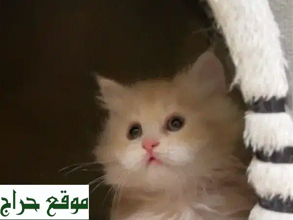 أجمل قط شيرازي أصيل للبيع | عمر شهر ونصف | جاهز...