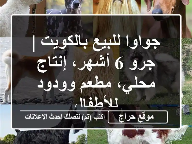 جواوا للبيع بالكويت | جرو 6 أشهر، إنتاج محلي،...