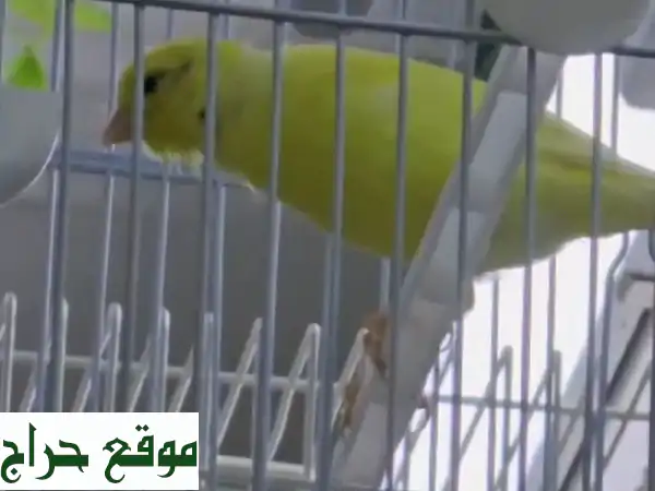 كناري وتر سلا وإيراني مغرد للبيع | أصوات ساحرة في عجمان
