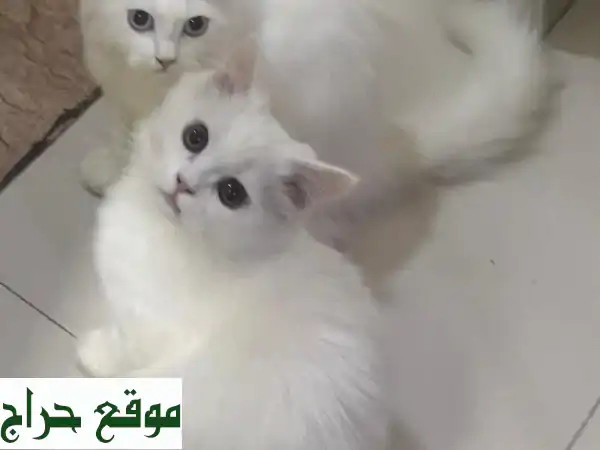 فرصة ذهبية: قطط أليفة رائعة للبيع (ذكر وأنثى) بعمر...