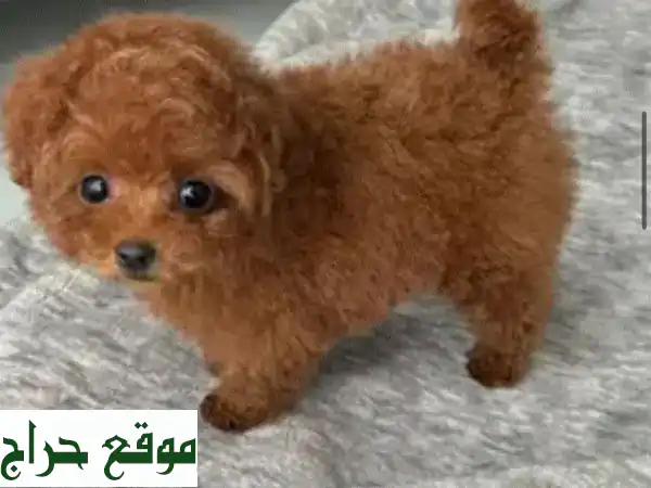 جرو توي بودل للبيع! رفقاء الذكاء والجمال بانتظارك -...