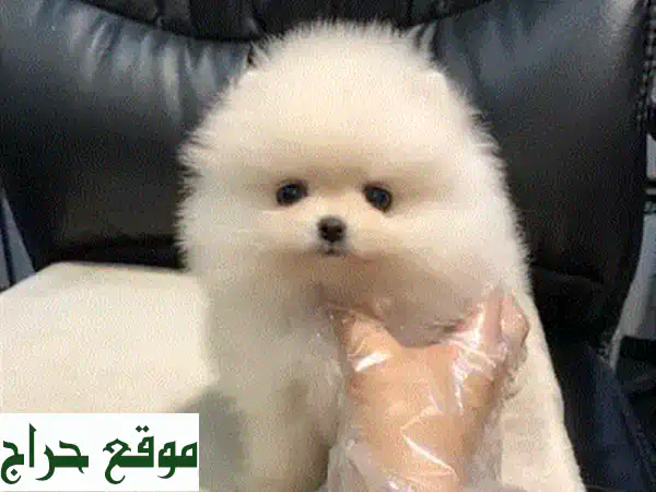 جرو بَغ (Pug) للبيع: تربية منزلية، جاهز فوراً | بجواز سفر وضمان صحي
