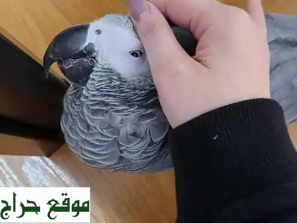 ببغاء الكاسكو الرمادي الأفريقي: رفيقك الذكي...