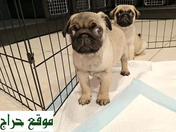 جرو بَغ (Pug) للبيع: تربية منزلية، جاهز فوراً | بجواز...