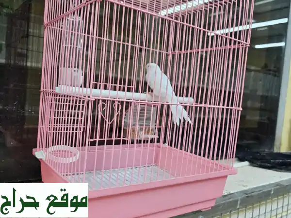 كناري وتر سلا وإيراني مغرد للبيع | أصوات ساحرة في عجمان