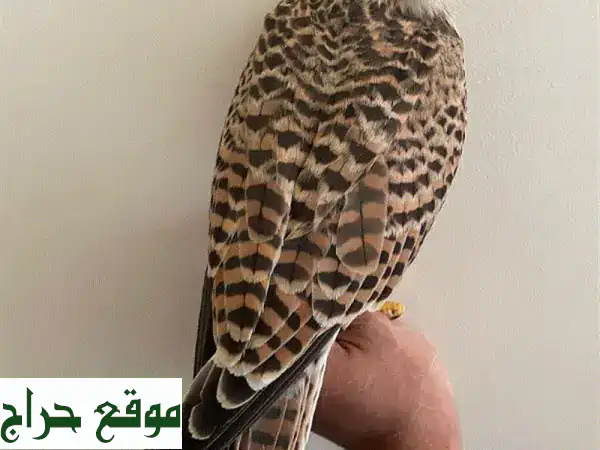 شرياص: سر صحة ونظافة منزلك وحيواناتك الأليفة!...