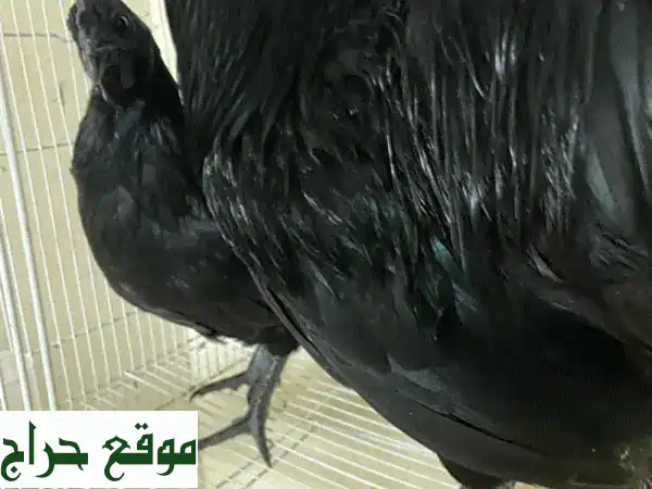 فراخ أيَّام سيماني سوداء نقية للبيع: جمال فريد ونادر لحديقتك | Black Ayam Cemani Chicks