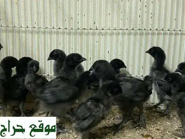 فراخ أيَّام سيماني سوداء نقية للبيع: جمال فريد...