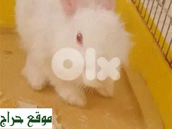 أرنب فرنساوي دكر لعوب للتبني | رفيقك الجديد ينتظرك...