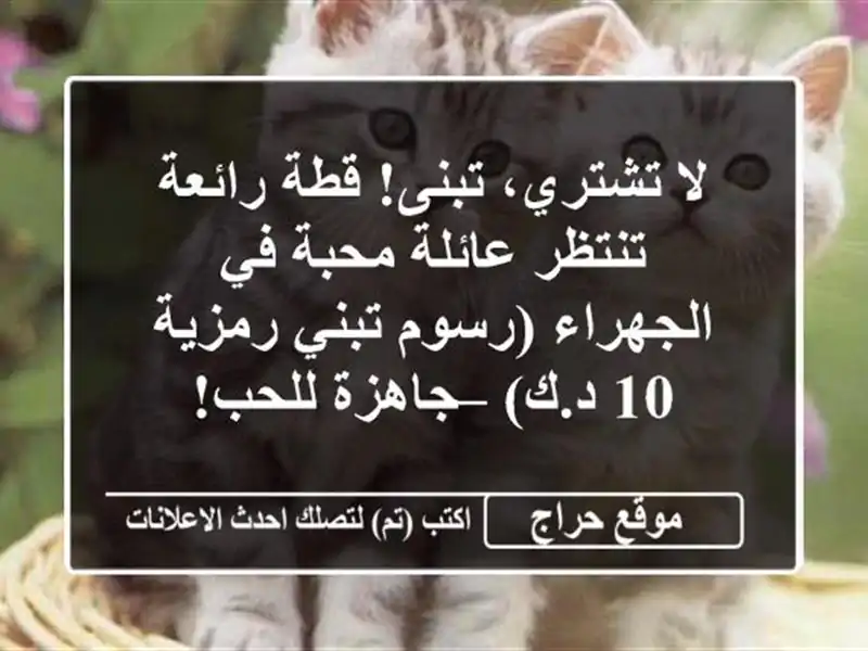 لا تشتري، تبنى! قطة رائعة تنتظر عائلة محبة في...