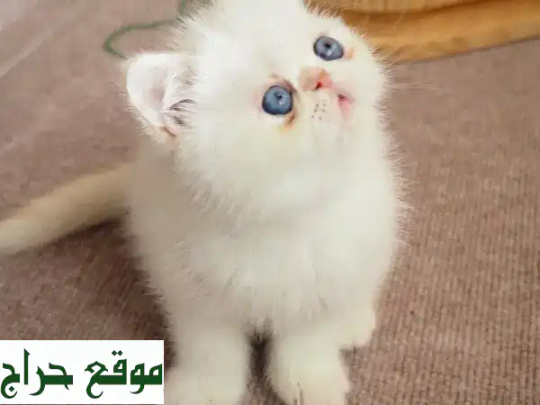 قطط اكزوتيك شورت هير للبيع: جمال ساحر ينتظرك! (فرصة...