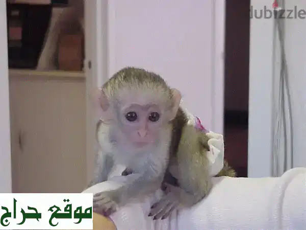 Whatsapp me +97452005696 Healthy Capuchin monkeys for sale