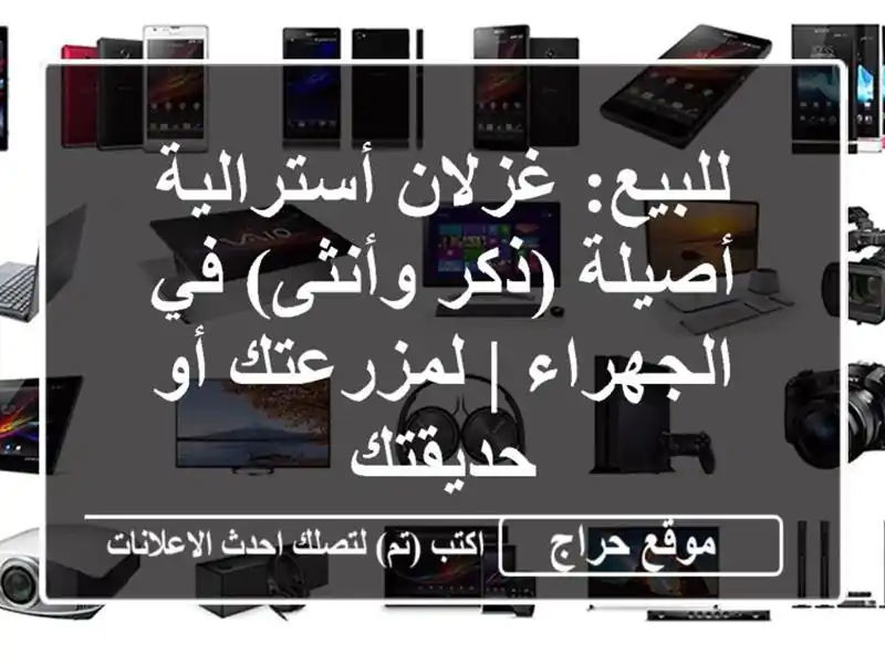 للبيع: غزلان أسترالية أصيلة (ذكر وأنثى) في الجهراء | لمزرعتك أو حديقتك