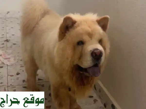 رفيق العمر بانتظارك! جرو تشاو تشاو ذكر (7 شهور)...