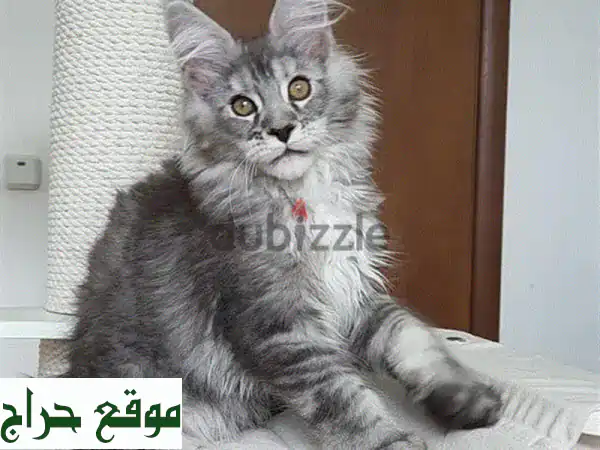 فرصة ذهبية للتبني: قطط ماين كون صغيرة ساحرة تبحث...