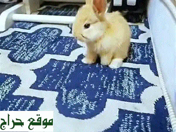 أرنب لطيف ومرح للتبني: رفيقك المثالي ينتظر! (تبني أرانب، حيوانات أليفة)