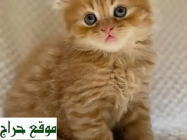 قطط سكوتش فولد أليفة ومُدربة | رفقاء عائلتك المثاليون!