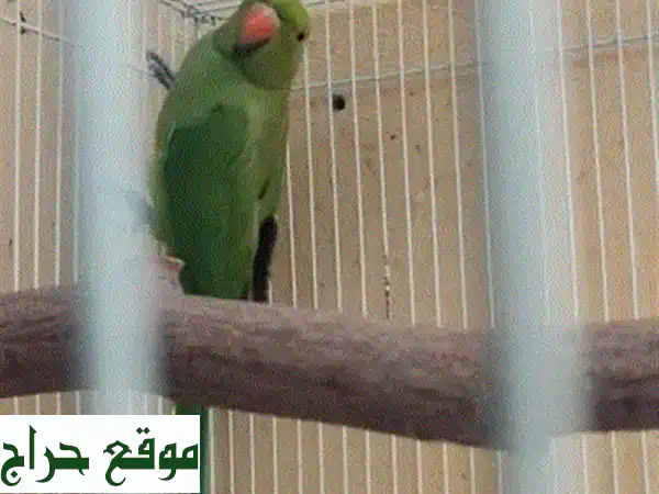 متو للبيع الوان مميزه