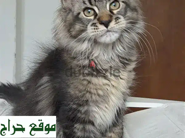 فرصة ذهبية للتبني: قطط ماين كون صغيرة ساحرة تبحث عن منزل دائم ومحب!