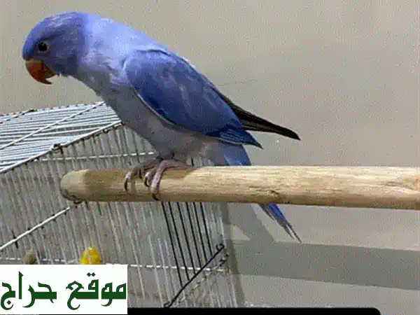 متو للبيع الوان مميزه