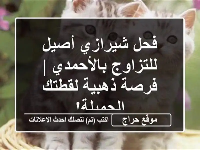 فحل شيرازي أصيل للتزاوج بالأحمدي | فرصة ذهبية لقطتك الجميلة!