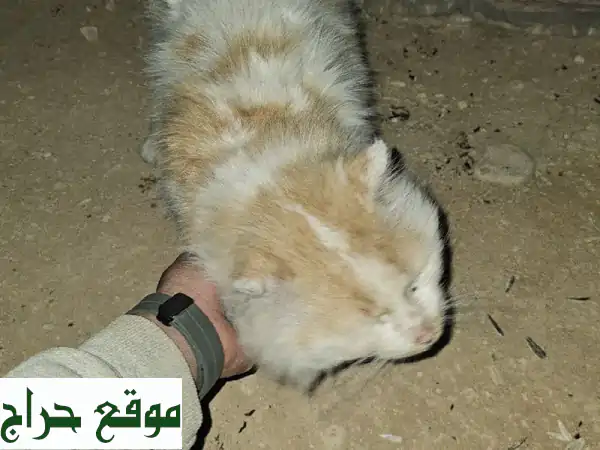 فرصة ذهبية: قطة شيراز رائعة للبيع في الرياض -...