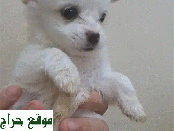 جرو مالطي ذكر للبيع: رفيقك الصغير المثالي ينتظرك!