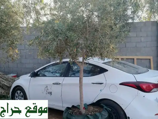 موردك الأول: زيتون، نخيل، أشجار برية، معدات زراعية وصناعية | جودة، تنوع، اعتمادية