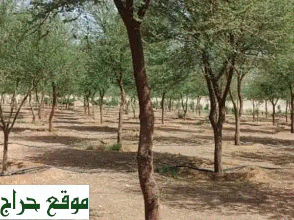 موردك الأول: زيتون، نخيل، أشجار برية، معدات...