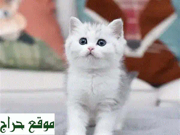قطط بريتش شورت هير للبيع 🐾 كتنز بريطانية أصيلة | رفاقك المثاليون بانتظارك!