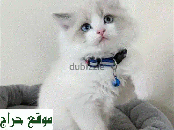 قطط مونتشكين للبيع | أصيلة ومرباة منزليًا | رفيقكم المثالي!