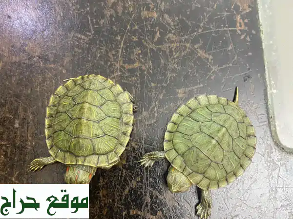 فرصة ذهبية! تبنى زوج سلاحف أذن حمراء رائعة مجانًا...