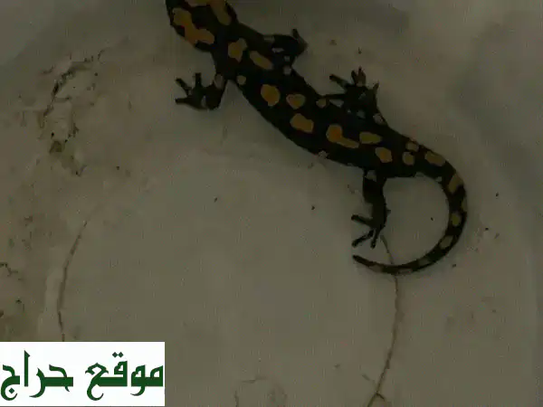 السمندل الناري الأليف: تحفة طبيعية فريدة تنتظرك!