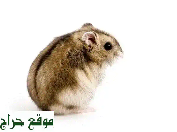 همستر أبيض أنثى للبيع (20 يوم) | رفيقتك الصغيرة الودودة بانتظارك!