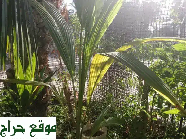 🌴 نخلة جوز الهند الهندي الهجين للبيع | صحية،...