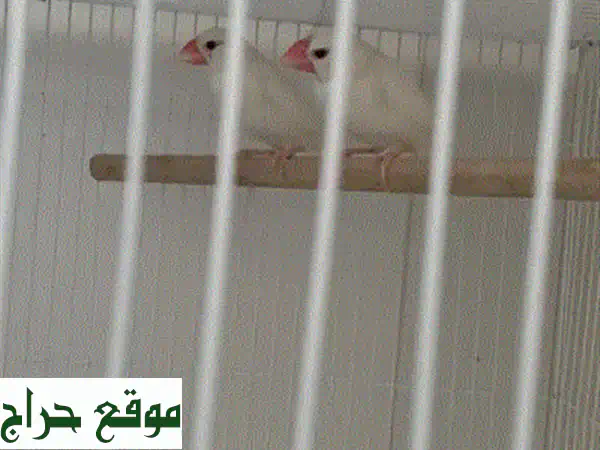 فرصة مميزة: زوج عصافير جافا ألبينو بالغ وصحي للغاية - جمال ونشاط لمنزلك!