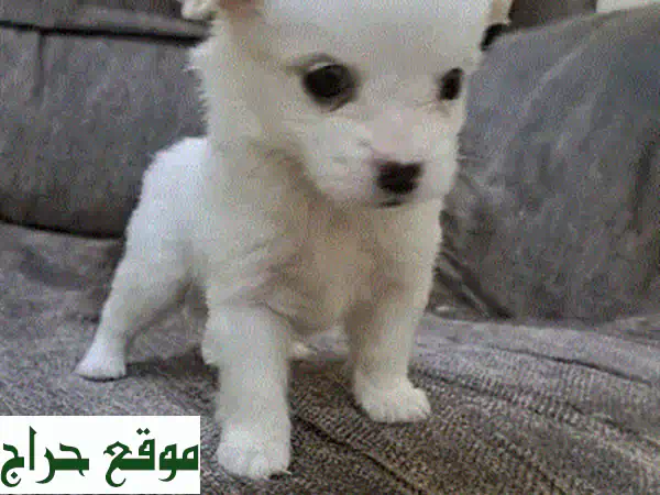 تبنى السعادة: جرو مالتيز ذكر أصيل للبيع - رفيقك المرح بانتظارك!