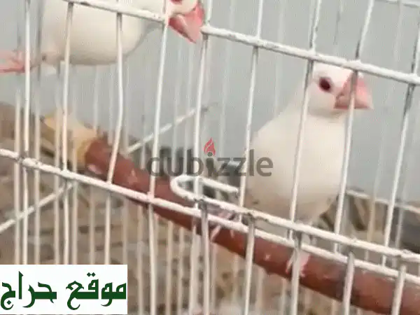 فرصة مميزة: زوج عصافير جافا ألبينو بالغ وصحي للغاية...