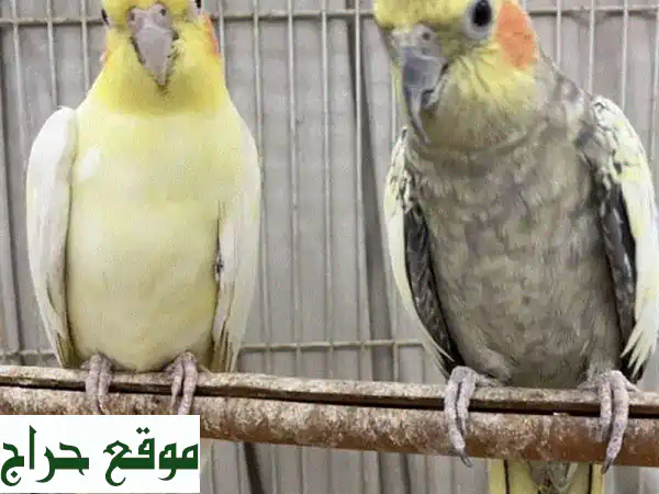 فرصة ذهبية في مدينة حمد: زوجين طيور روز وكوتيل...