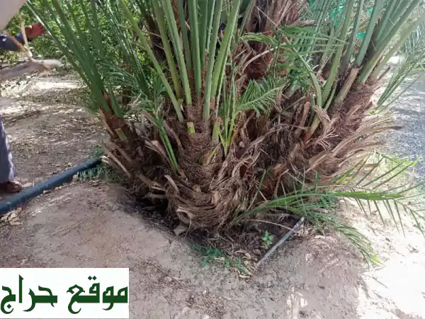 فسايل وجثايث بياض نجران الكفو للبيع | نجران، الرياض، حايل